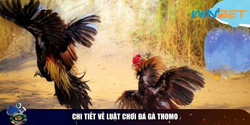 Luật Chơi Đá Gà Thomo – Hướng Dẫn Cho Người Mới Chi tiết về luật chơi đá gà thomo