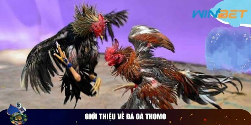 Luật Chơi Đá Gà Thomo – Hướng Dẫn Cho Người Mới Giới thiệu về đá gà Thomo