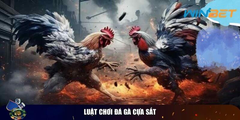 Luật Chơi Đá Gà Cựa Sắt – Kinh Nghiệm Thi Đấu Luật chơi đá gà cựa sắt