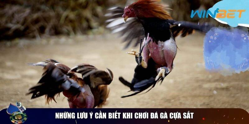 Luật Chơi Đá Gà Cựa Sắt – Kinh Nghiệm Thi Đấu Một vài lưu ý cần ghi nhớ khi chơi đá gà cựa sắt