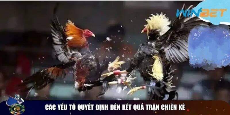 Luật Chơi Đá Gà Cựa Sắt – Kinh Nghiệm Thi Đấu Các yếu tố quyết định đến kết quả trận chiến kê